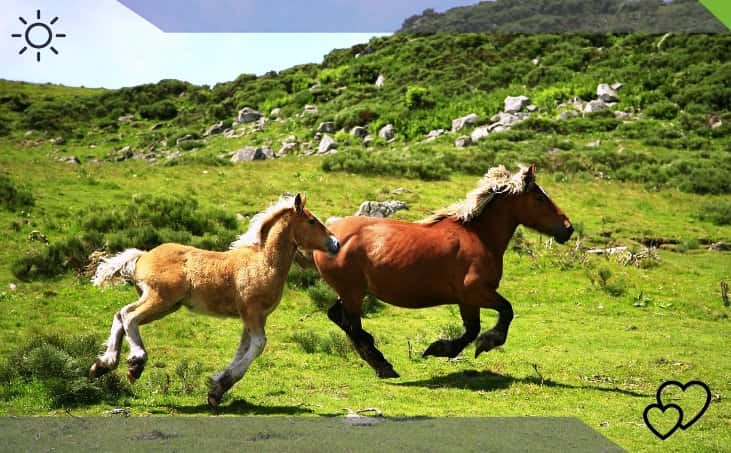 Curiosa inteligencia de los caballos