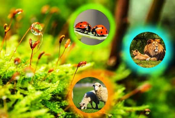 Dependencia de las plantas