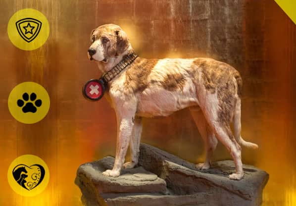 El Noble y Heroico Perro de San Bernardo que Salvo Cuarenta Vidas Humanas