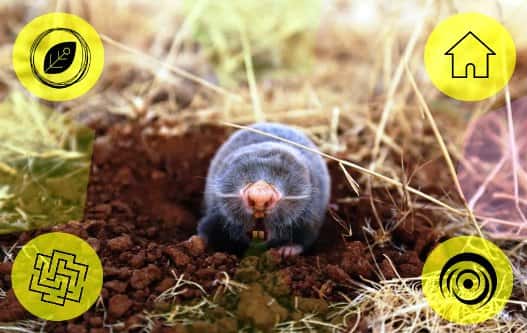 El topo, hábil constructor de su magnífica madriguera