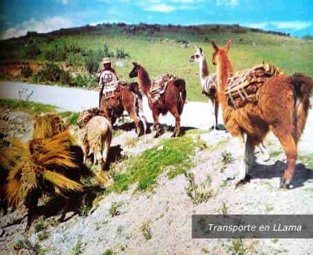 La llama más que un medio de transporte