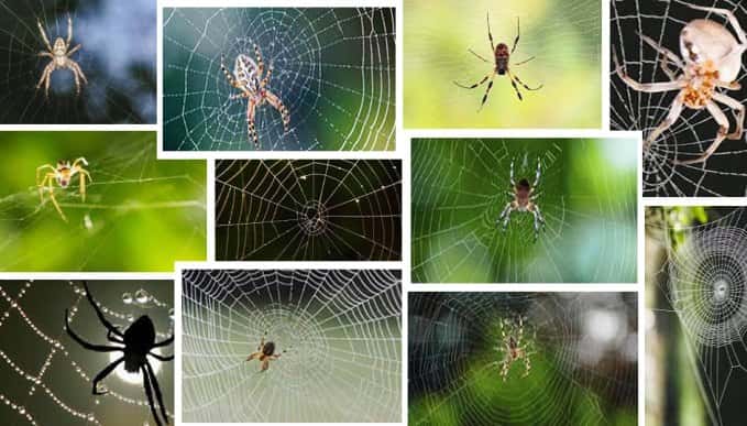 La paciente labor de la araña