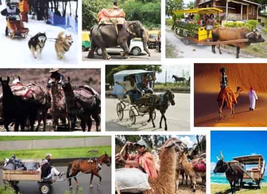 Medios de Transporte Animal