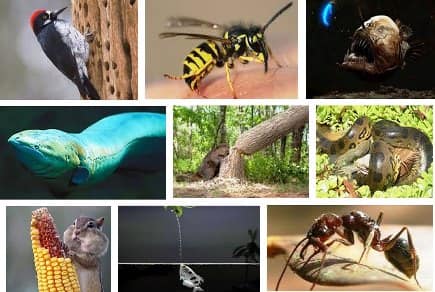 Pequeños obreros de la naturaleza