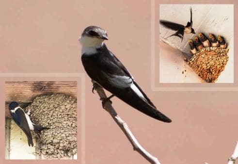 Pájaros que construyen sus moradas en los túneles