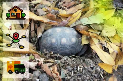 Reptiles que transportan su propia casa