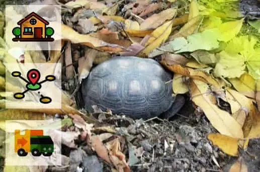 Reptiles que transportan su propia casa